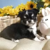 チワワ(ロング)