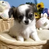 チワワ(ロング)