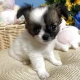チワワ(ロング)