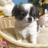 チワワ(ロング)