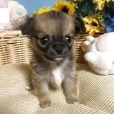 チワワ(ロング)