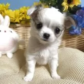 チワワ(ロング)