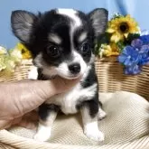 チワワ(ロング)