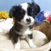 チワワ(ロング)