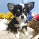 チワワ(ロング)