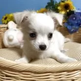 チワワ(ロング)