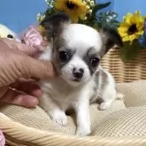 チワワ(ロング)