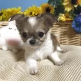 チワワ(ロング)