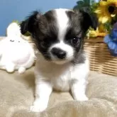 チワワ(ロング)