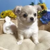チワワ(ロング)