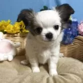 チワワ(ロング)