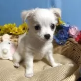 チワワ(ロング)【福岡県・男の子・2025年8月22日・ホワイト&クリーム】の写真2