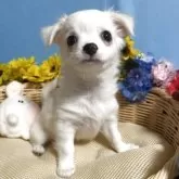 チワワ(ロング)【福岡県・男の子・2025年8月22日・ホワイト&クリーム】の写真3