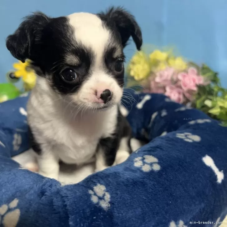ID：2404-06896の子犬
