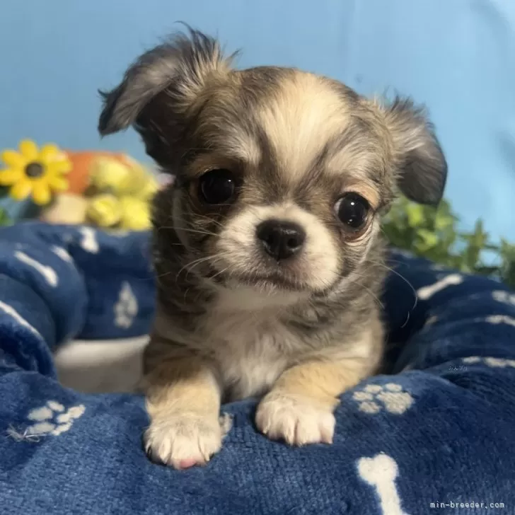 ID:2403-00875の子犬