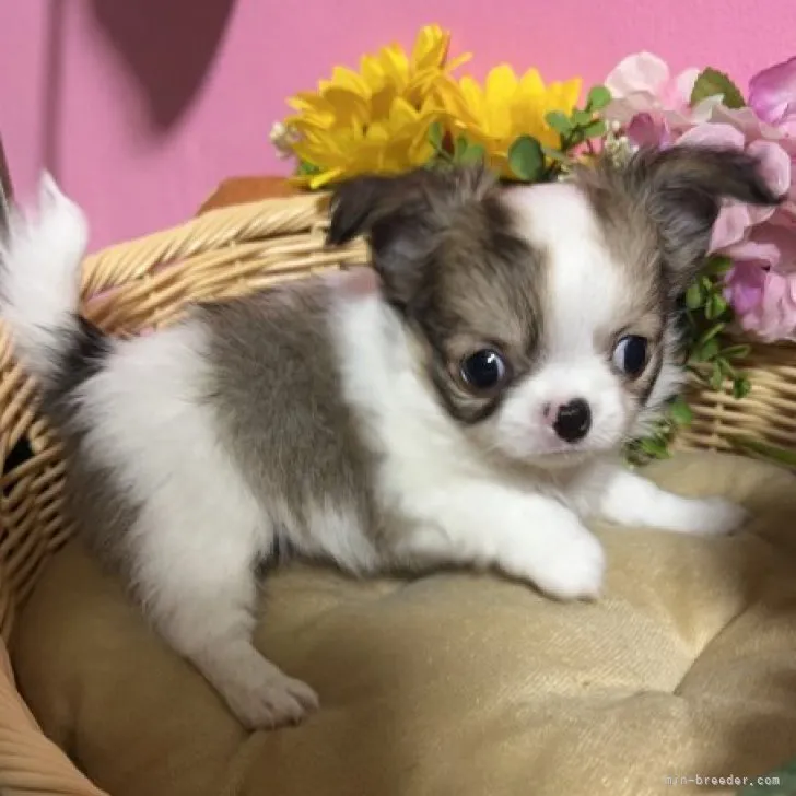 ID：2304-00635の子犬