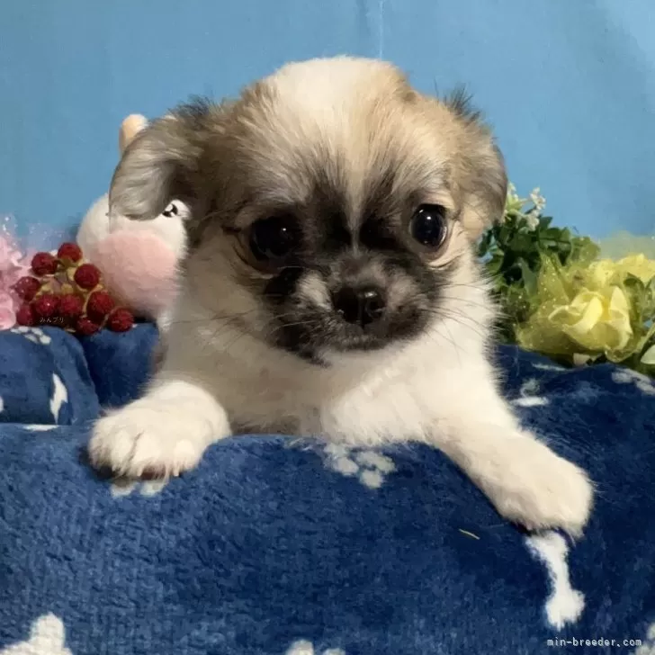 ID：2312-03249の子犬