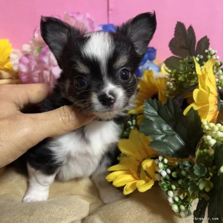 ID:2211-03568の子犬