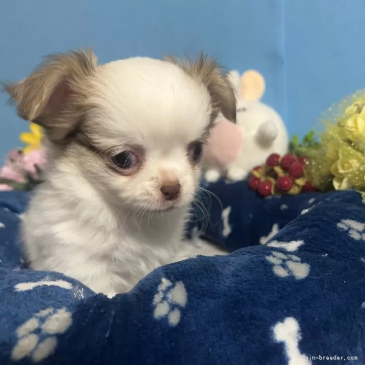 ID：2401-01667の子犬
