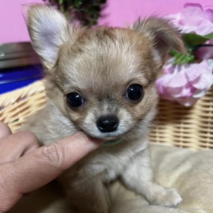 ID:2210-01750の子犬