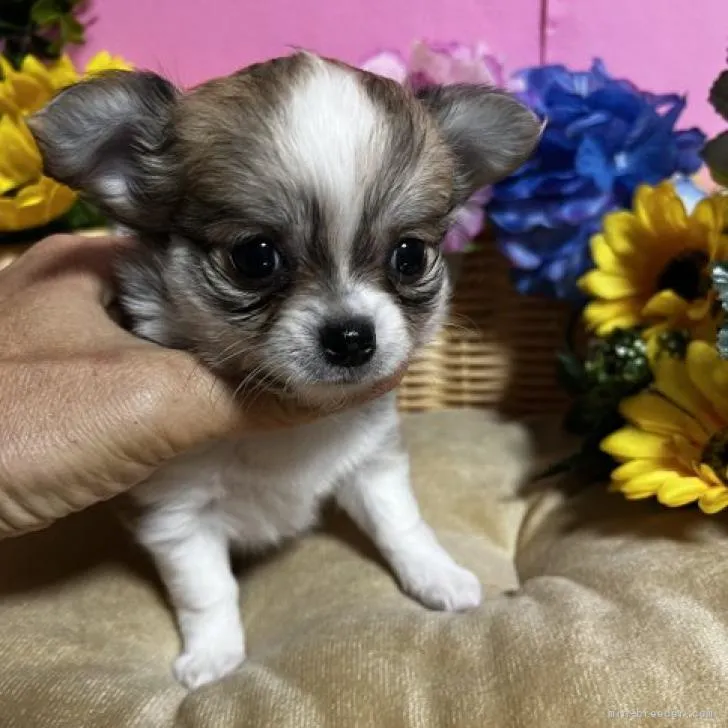 ID:2211-03567の子犬