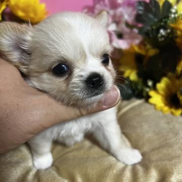 チワワ(ロング)【福岡県・女の子・2022年5月30日・クリーム&ホワイト】の写真「鼻ぺちゃかわいい女の子です🎶」