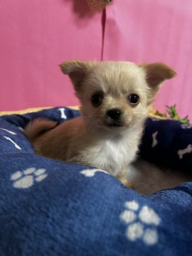 チワワ(ロング)【福岡県・女の子・2022年2月11日・クリーム&ホワイト】の写真「とても小ぶりでお鼻も短く被毛フワフワかわいい女の子」