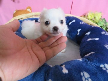 チワワ(ロング)【福岡県・男の子・2022年1月10日・ホワイト&クリーム】の写真「小ぶりでお鼻も短く、被毛フワフワのかわいい男の子」