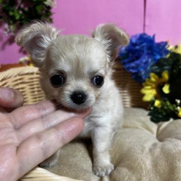 チワワ(ロング)【福岡県・女の子・2022年8月15日・クリーム&ホワイト】の写真「鼻ぺちゃかわいい小ぶりの女の子です🎶」