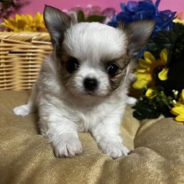 チワワ(ロング)【福岡県・男の子・2022年8月16日・パーティーカラー】の写真「鼻ぺちゃかわいい男の子です♪」
