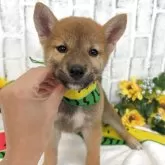 柴犬(標準サイズ)【東京都・男の子・2025年6月5日・赤】の写真10