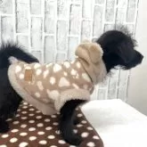 ミックス(トイプードル×柴犬)【東京都・女の子・2025年8月28日・ブラック】の写真9