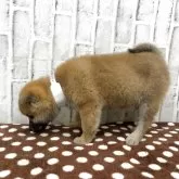 柴犬(標準サイズ)【東京都・女の子・2025年9月18日・赤】の写真11