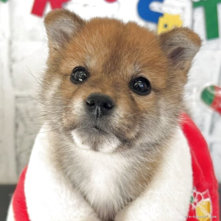 ブリーダー画像