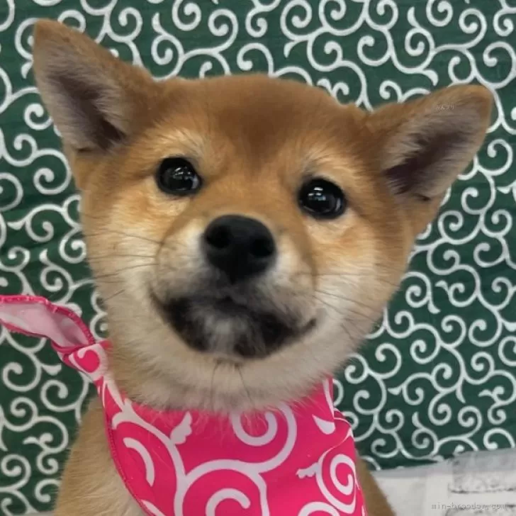 ID:2501-00180の子犬