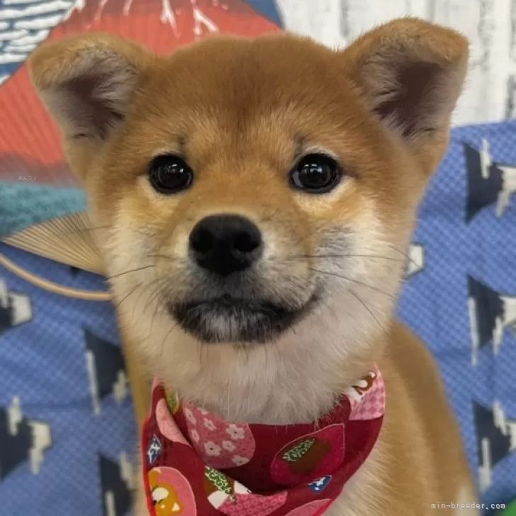 ID:2501-00178の子犬