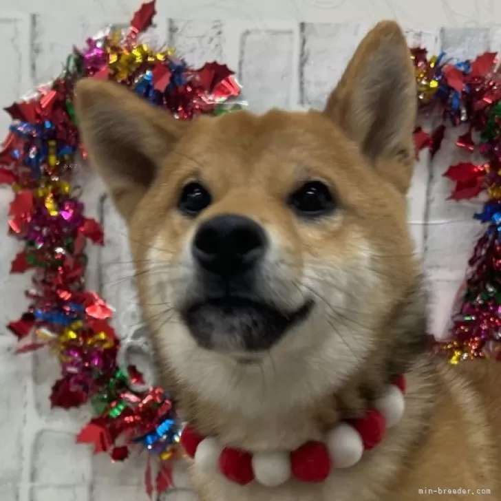 ID:2409-07888の子犬