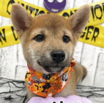 柴犬(標準サイズ)【東京都・男の子・2025年6月5日・赤】の写真「超小柄な男の子です！」