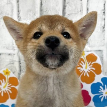 柴犬(標準サイズ)【東京都・男の子・2025年6月5日・赤】の写真「小柄な男の子たち！」