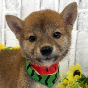 柴犬(標準サイズ)【東京都・男の子・2025年6月5日・赤】の写真「小柄な男の子たち！」