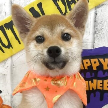 柴犬(標準サイズ)【東京都・女の子・2025年6月13日・赤】の写真「女の子だけの3姉妹💛」
