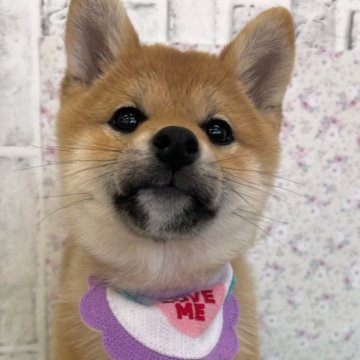 柴犬(標準サイズ)【東京都・女の子・2024年12月21日・赤】の写真「丸々としたきょうだいです！」