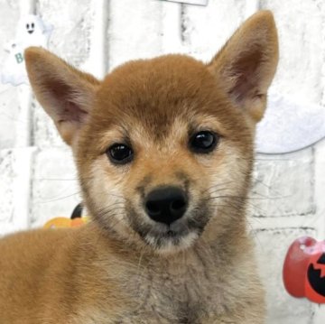 柴犬(標準サイズ)【東京都・女の子・2025年6月13日・赤】の写真「女の子だけの3姉妹💛」