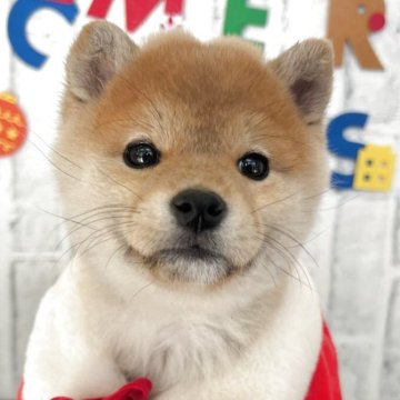 柴犬(標準サイズ)【東京都・女の子・2025年10月6日・赤】の写真「4きょうだいの一番小柄な女の子！」