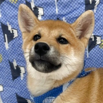 柴犬(標準サイズ)【東京都・男の子・2025年8月1日・赤】の写真「前足の靴下が特徴的な男の子！」