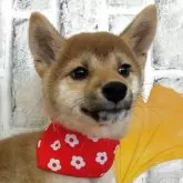 柴犬(標準サイズ)