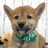 柴犬(標準サイズ)