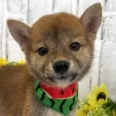 柴犬(標準サイズ)