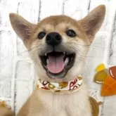 柴犬(標準サイズ)
