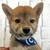 柴犬(標準サイズ)